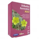 Orthonat Tribulus terretris max 60 vcaps